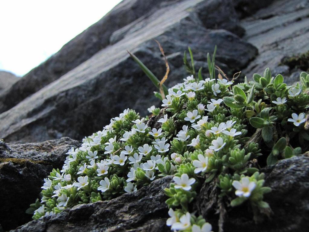 Sentieri ferrati, sentieri fioriti: i fiori dell''Albiolo